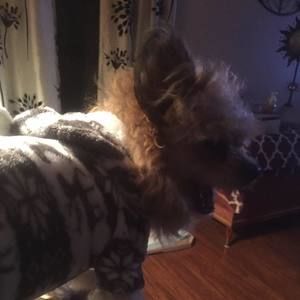 Meet your Posher, Tina